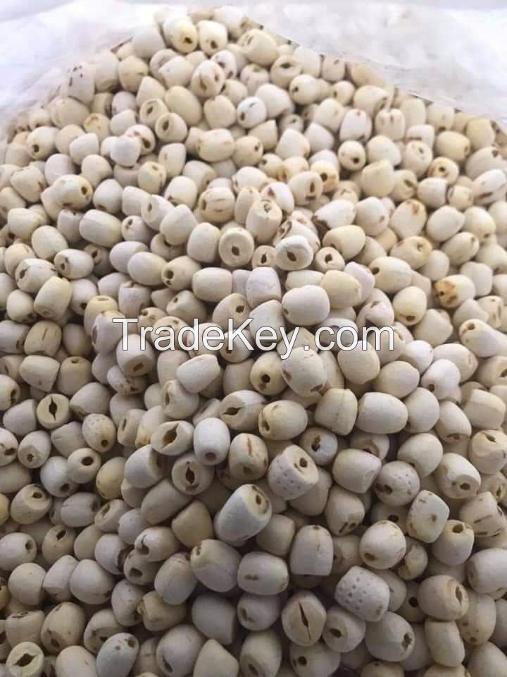 DRIED LOTUS SEEDS