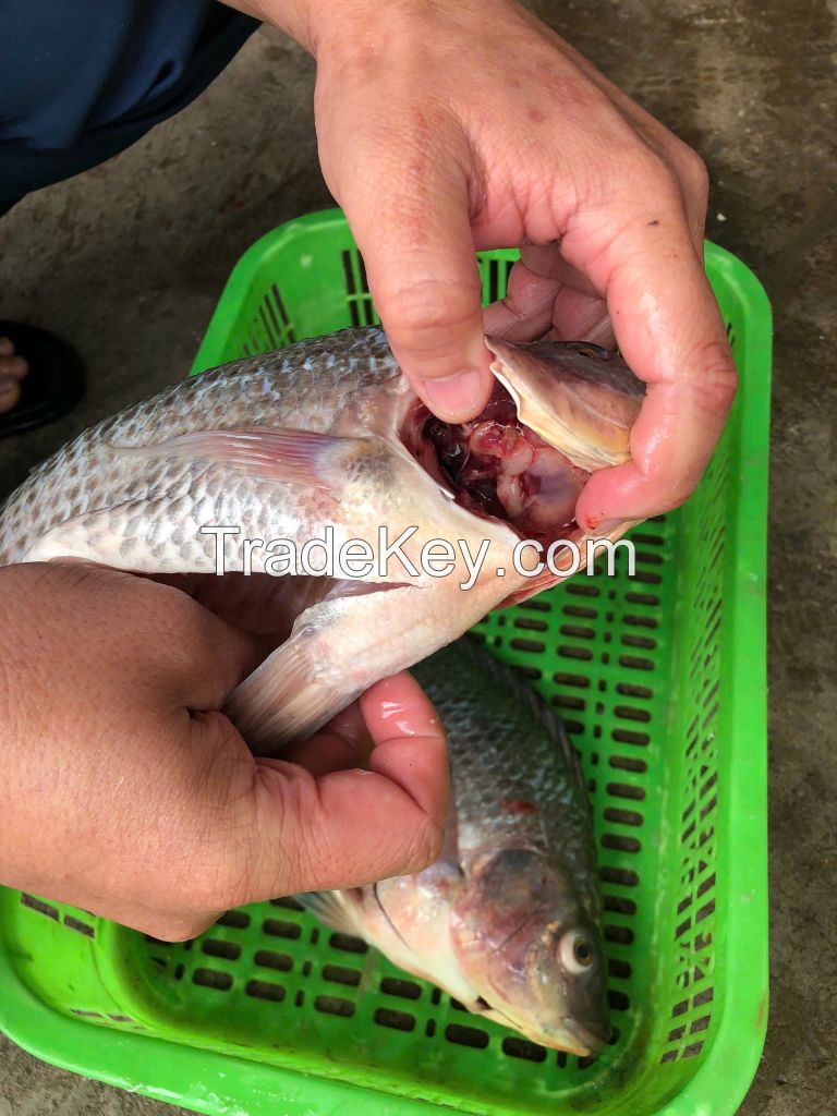 FROZEN BLACK TILAPIA