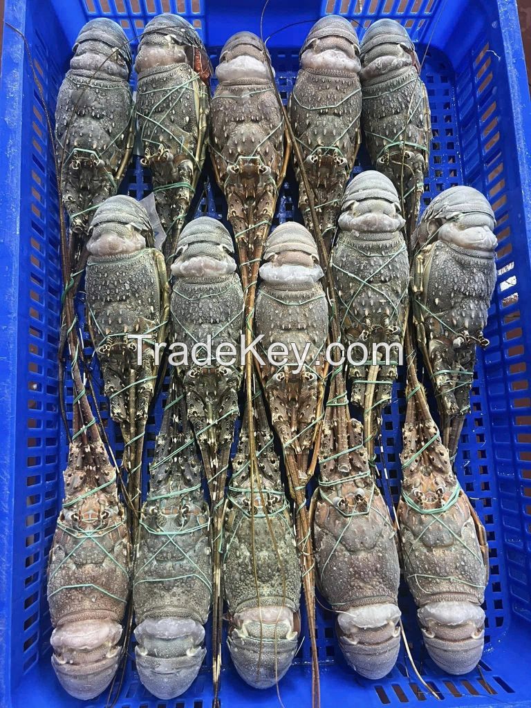 Frozen Spiny Lobster (Panulirus ornatus / Panulirus homarus)