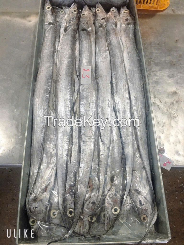  Frozen Ribbon fish