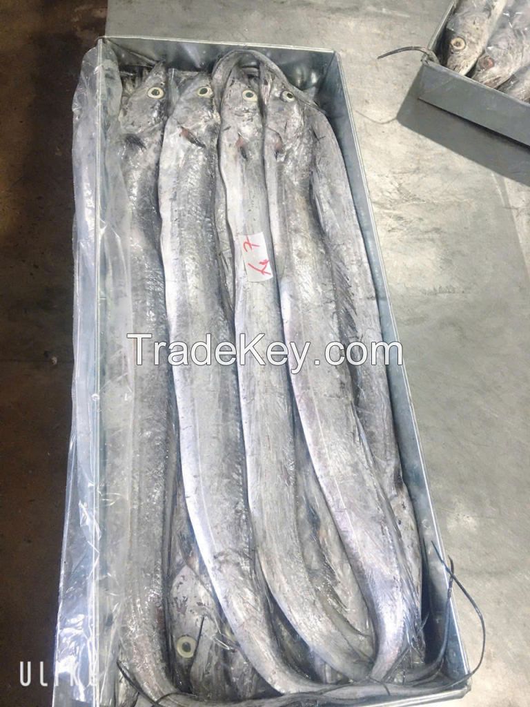  Frozen Ribbon fish
