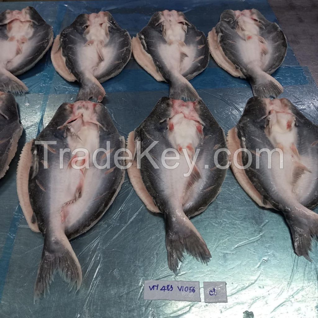  Frozen Pangasius Fish