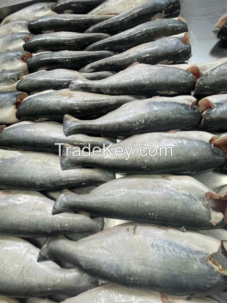  Frozen Pangasius Fish
