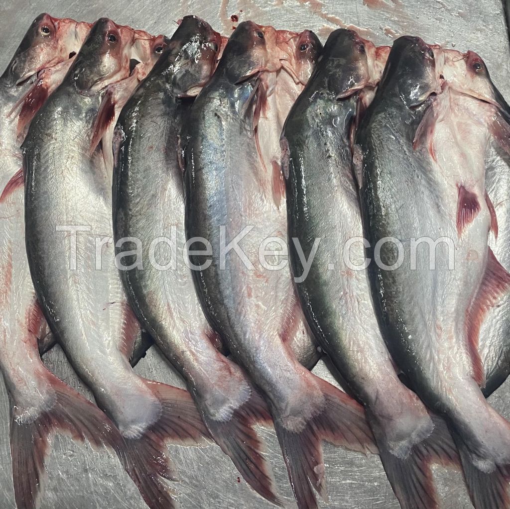  Frozen Pangasius Fish