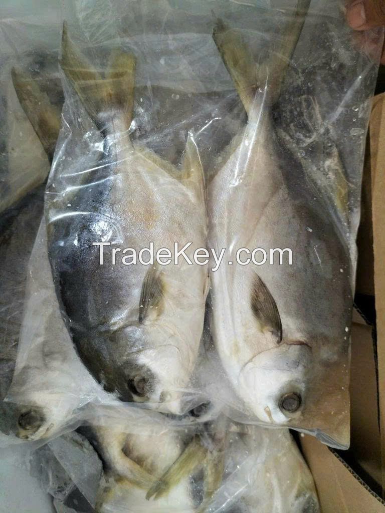 Frozen Golden Pomfret Fish
