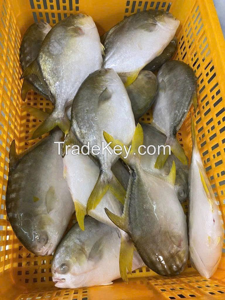 Frozen Golden Pomfret Fish