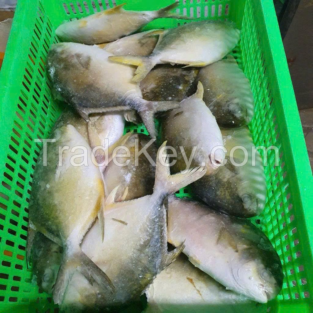 Frozen Golden Pomfret Fish