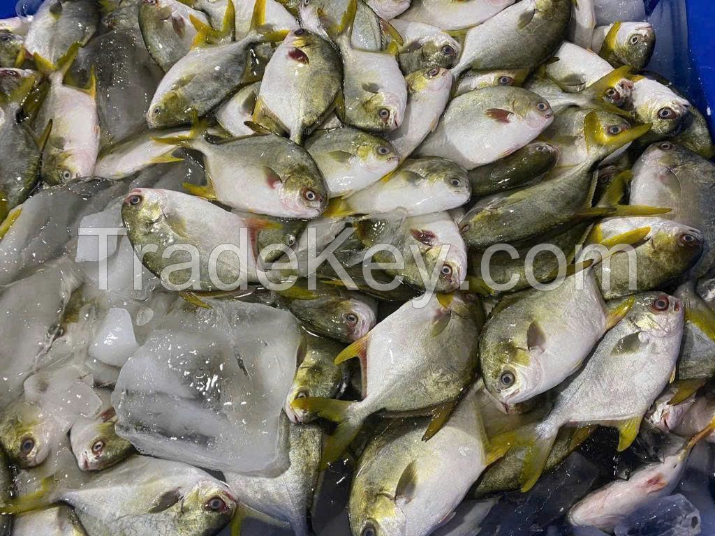 Frozen Golden Pomfret Fish