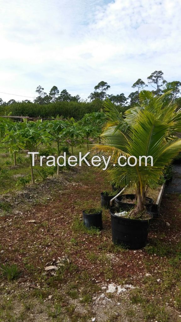 Lemon Grass Trees