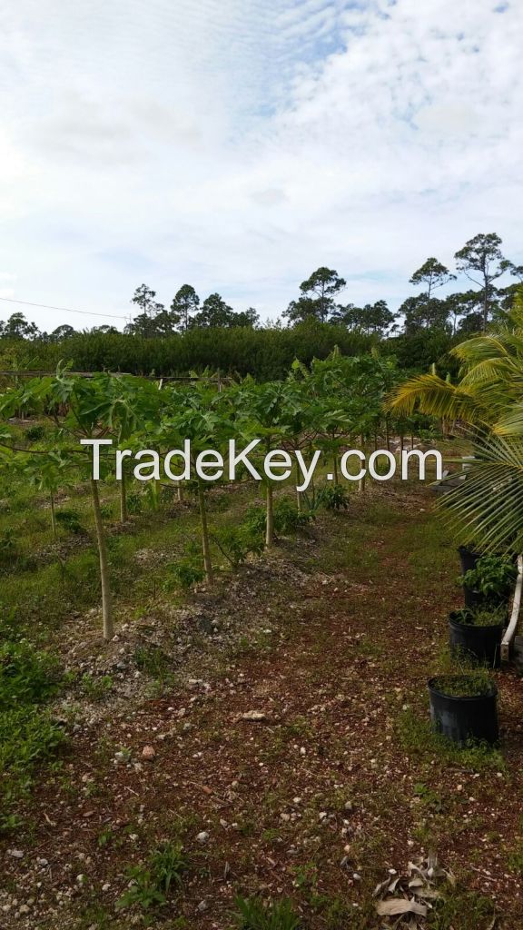 Lemon Grass Trees