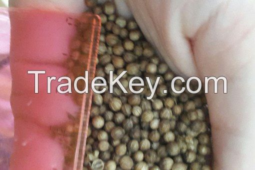 Coriander seeds