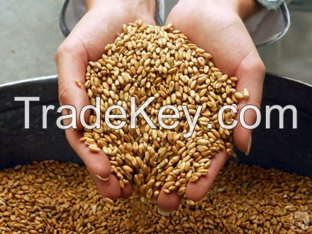 Soft milling wheat