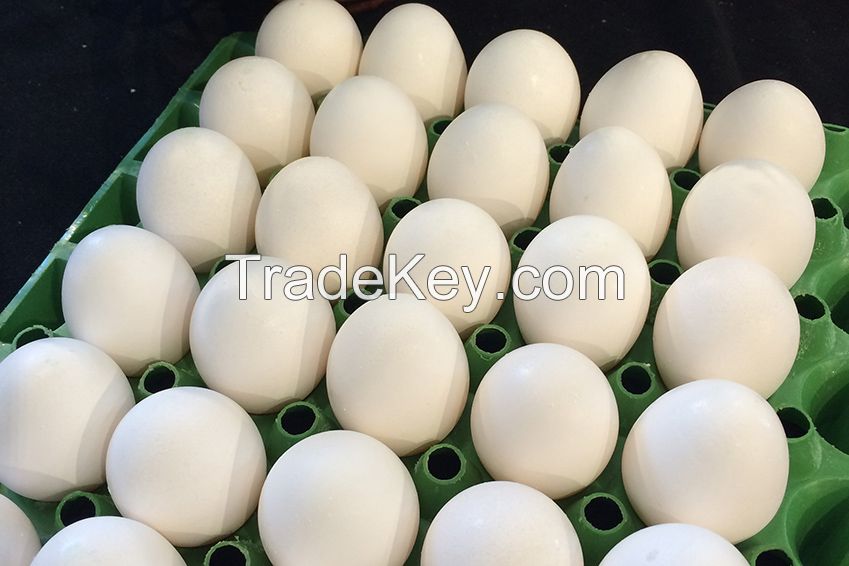  Fresh Chicken Eggs Brown and White 