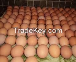  Fresh Chicken Eggs Brown and White 