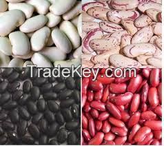 Red Speckled Kidney Beans, Dark Red Kidney Bean Black White and Red Kidney Beans, Light Speckled Kidne