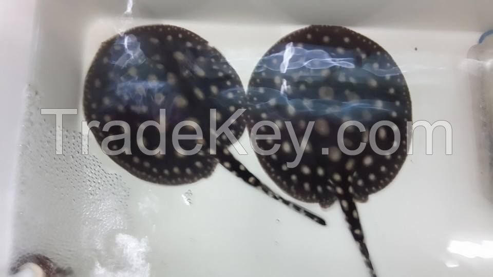 Black Diamond Stingray Fish / Asian Red and Super Red Arowana Fish 