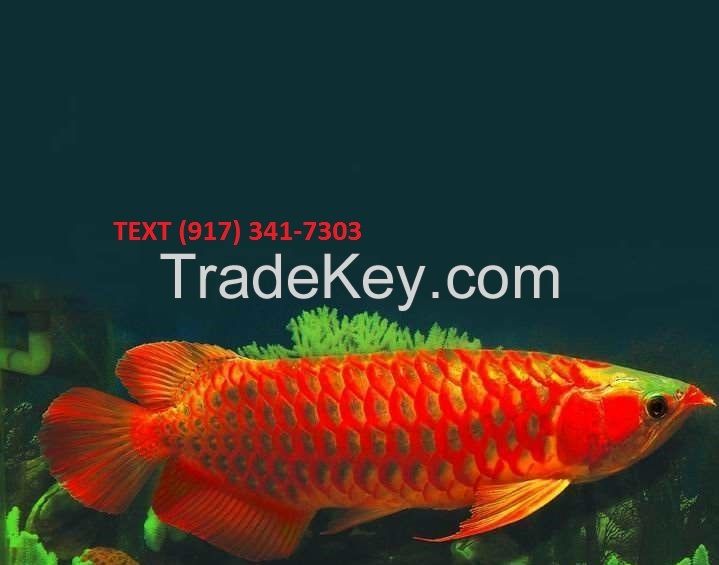 Black Diamond Stingray Fish / Asian Red and Super Red Arowana Fish 