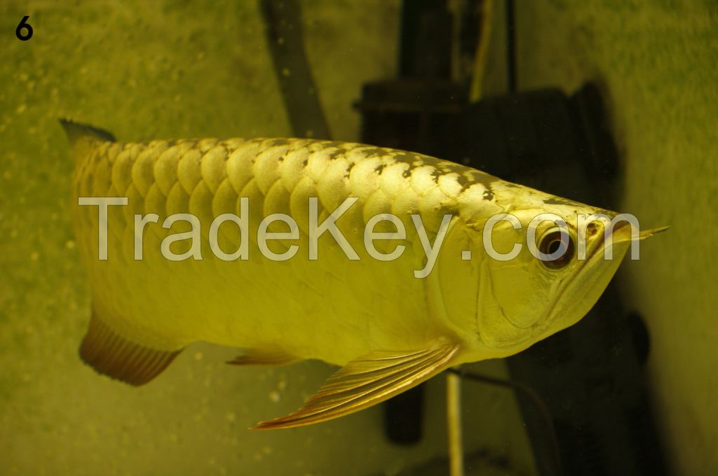 24 K Golden Arowana Fish / Super Red Arowana Fish / Chili Red Arowana