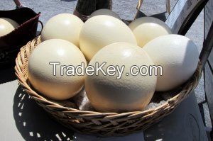 Fertile Hatching Ostrich Eggs