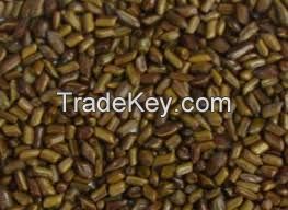 CASSIA TORA SEED