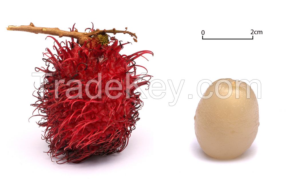 Rambutan from Zanzibar, East Africa