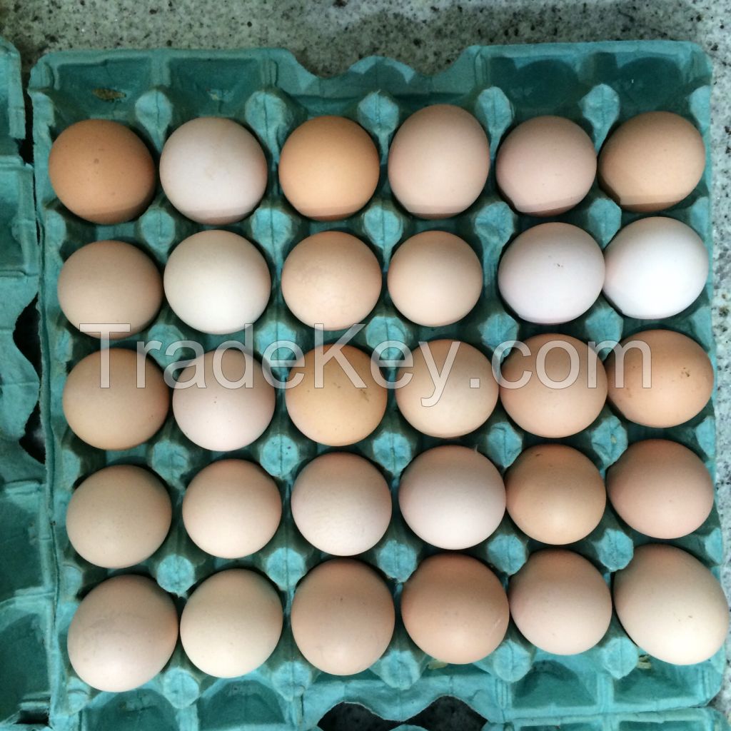 Chicken Eggs