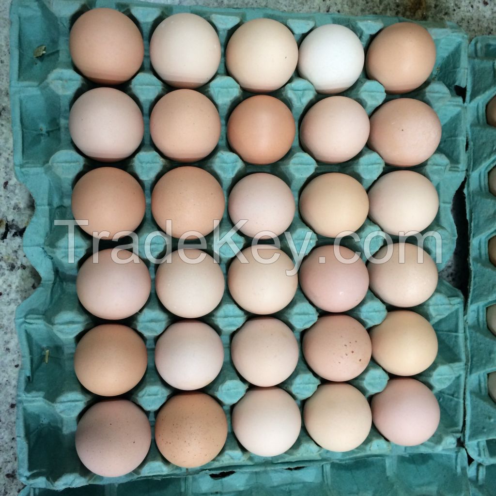 Chicken Eggs