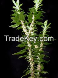 Huperzia Serrate Extract