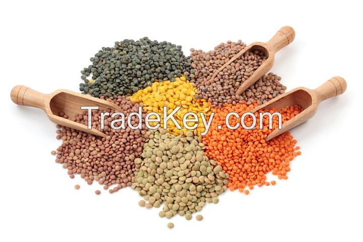 Fresh Canadian Lentils, Peas and Pulses
