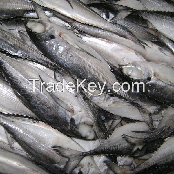 Frozen Mackerel Fish