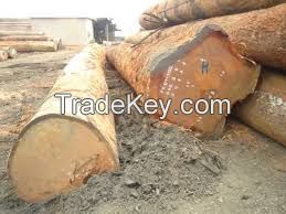 Quality timber logs and sawn woods