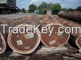 Quality timber logs and sawn woods