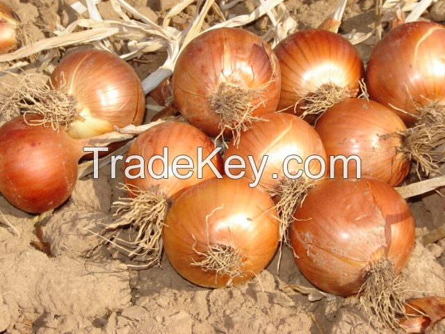 onion seeds from turkey