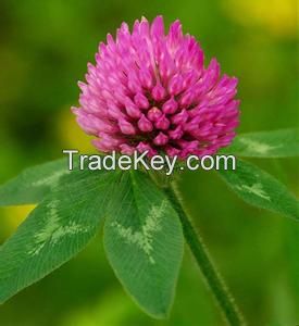 Red Clover Extract