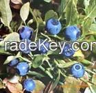 Bilberry Extract