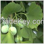 Ginkgo Biloba Extract