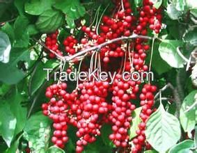 Schisandra Chinensis Extract