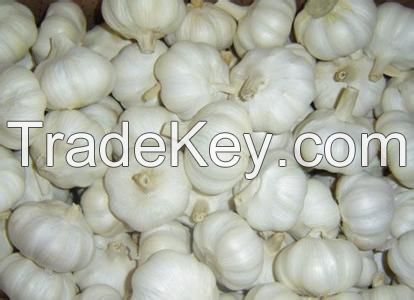 Garlic Extract