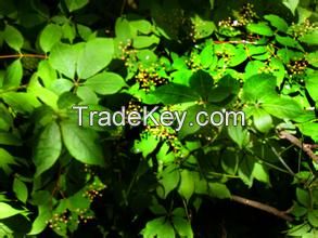 Epimedium Extract