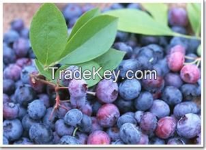 Bilberry extract