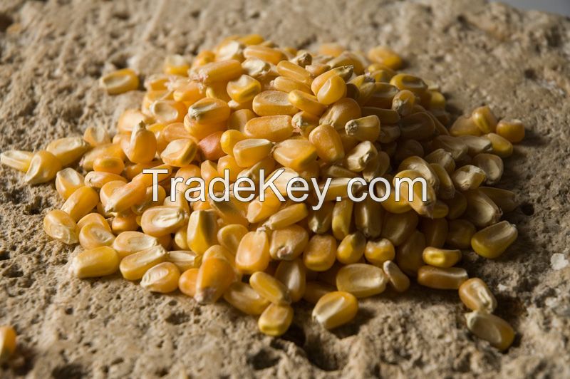 Corn, Ukrainian crop, 2015