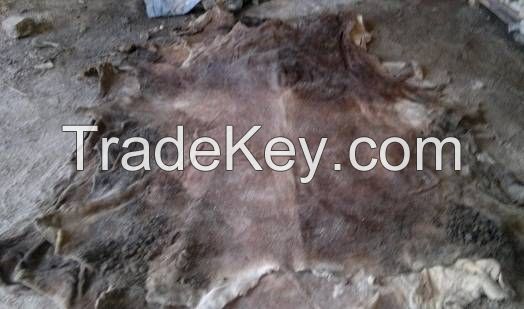 Wet Salted Donkey Hides   