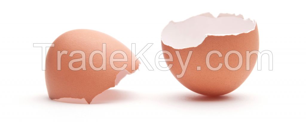 Egg Shell