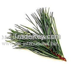 Rosemary oil 