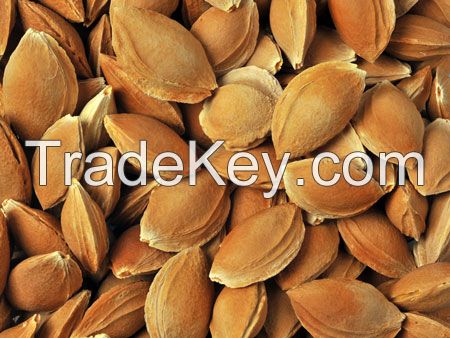 Apricot Kernels