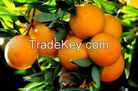 Fresh Citrus Fruits