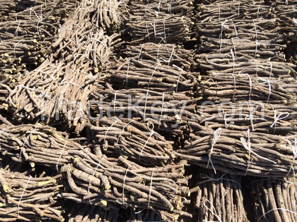 LICORICE ROOT