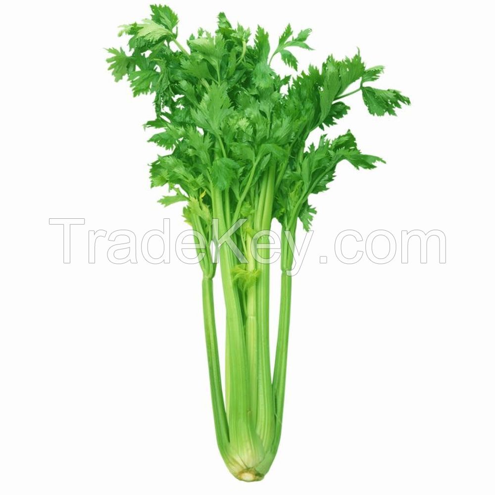 Celery Seed Oil