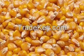 YELLOW CORN FOR HUMAN CONSUMPTION #2 GMO