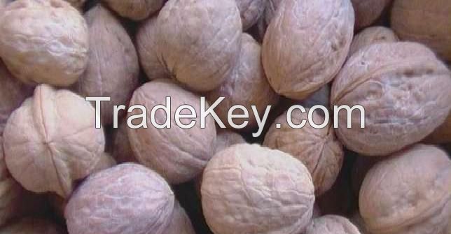 Walnut in shell